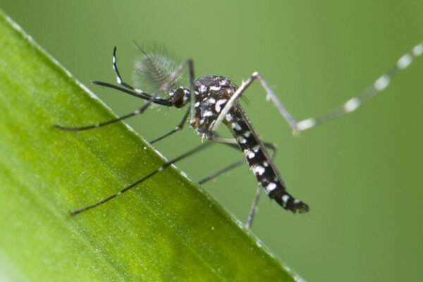 WHO warnt vor Ausbreitung des Dengue-Fiebers in Europa